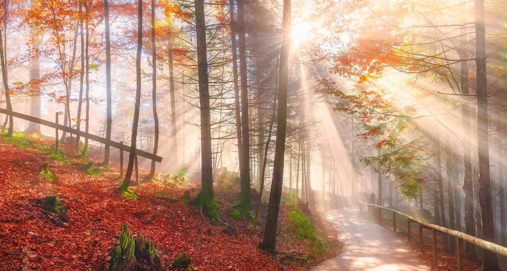 Autumn forest path lit by sun rays, representing the counseling journey in central PA